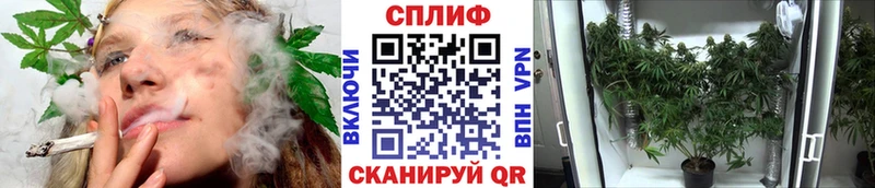 Шишки марихуана сатива  Кондрово 